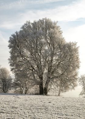Iced tree winter landscape