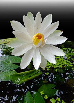 Water Lily