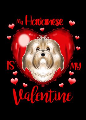  Havanese Valentines Day