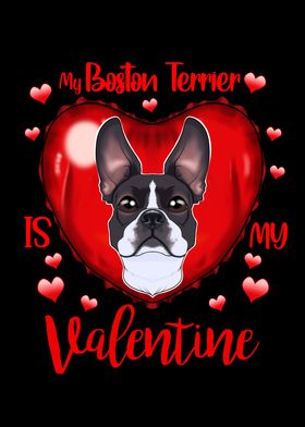 Boston Terrier