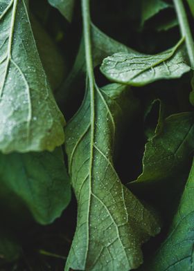 Radish Leaves