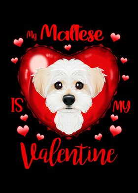 Maltese Valentines Day