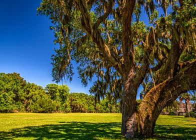 Cumberland Island