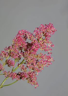 Flower blossoming macro