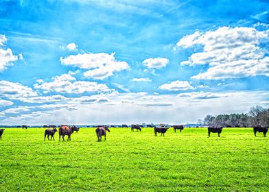 Cattle in a Pasture