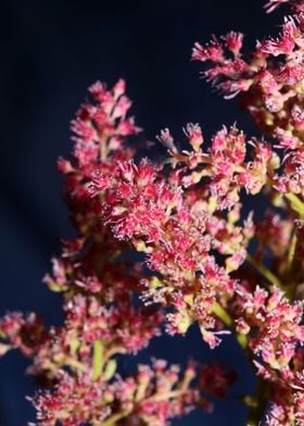 Purple flower blossoming 