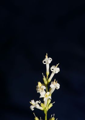 Flower blossoming close up