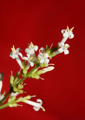 Flower blossoms background