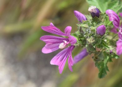 Common mallow 2