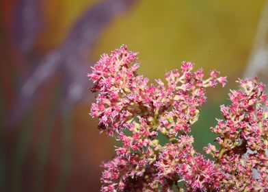 Flower blosooms background