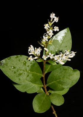 White blossoming close up