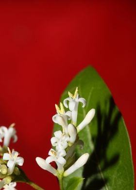 Ligustrum vulgare flowers