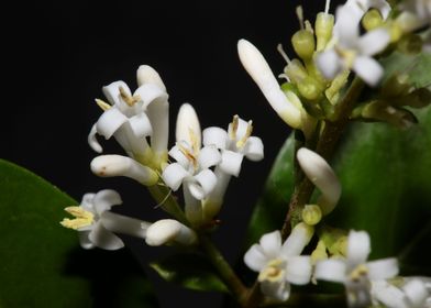 Ligustrum vulgare flowers