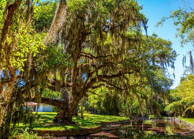 Cumberland Island