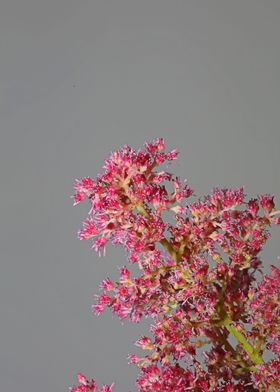 Astilbe flower close up