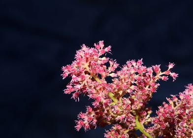 Astilbe japonica flowering