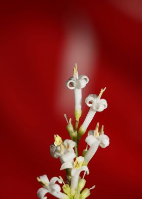 White ligustrum flowering