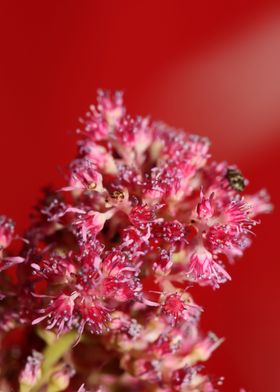 Flower blossoming macro