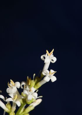 Flower blossoming close up