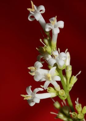 White ligustrum flowering