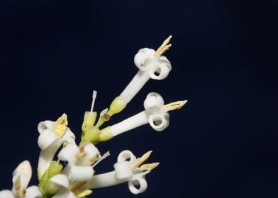 White ligustrum flowering