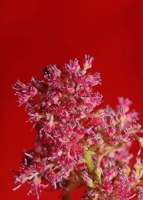 Astilbe flower close up