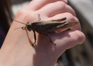 Egyptian locust on hand 2