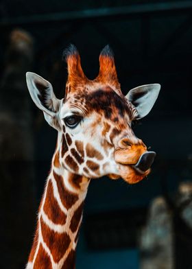 Giraffe 