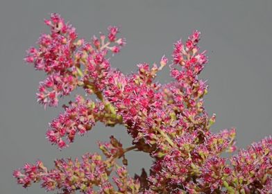 Flower blosooms background