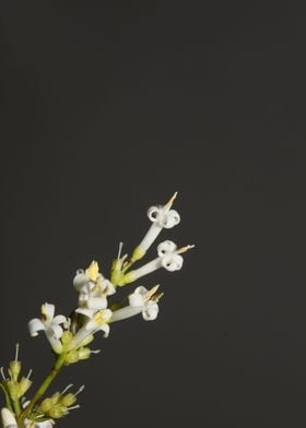 White flower blossom macro