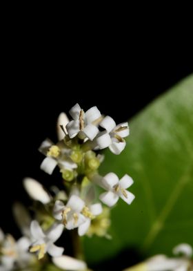 White flower blossom macro