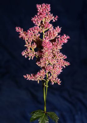 Astilbe japonica flowering