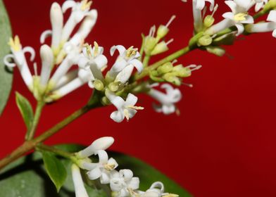 Flower blossoming close up