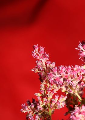 Flower blossoming macro