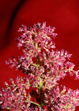 Astilbe flower close up