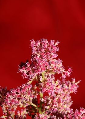 Flower blosooms background