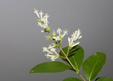 Flower blossoming close up