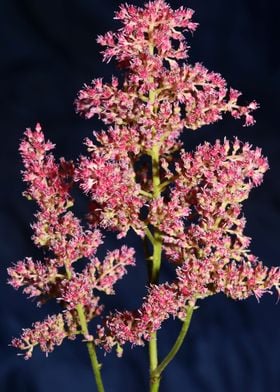 Astilbe japonica flowering