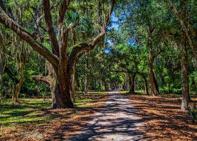 Cumberland Island