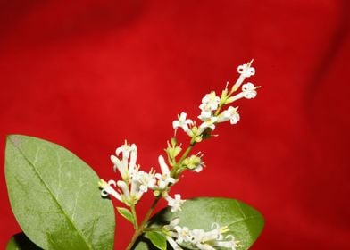 Flower blossoming close up