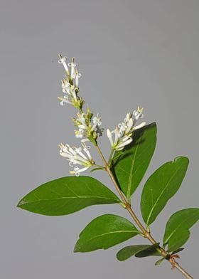 Flower blossoming close up