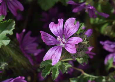 Common mallow 