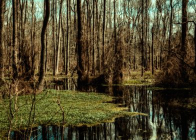 Swamp in Southeast Georgia