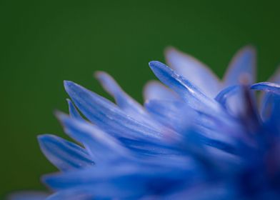 Closeup Cornflower