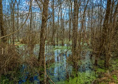 Swamp in Southeast Georgia