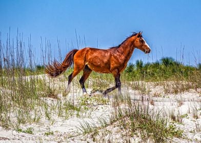 Cumberland Island Horses