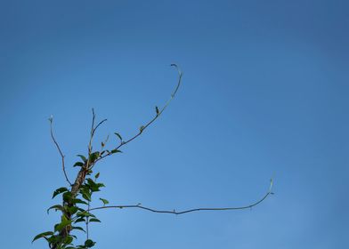 Branches and Hikes