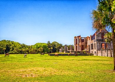 Cumberland Island Horses