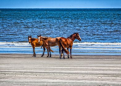 Cumberland Island Horses