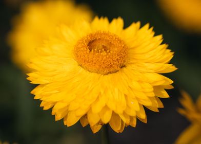 Strawflower